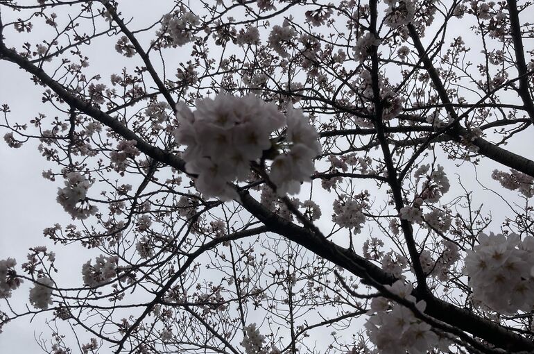 桜